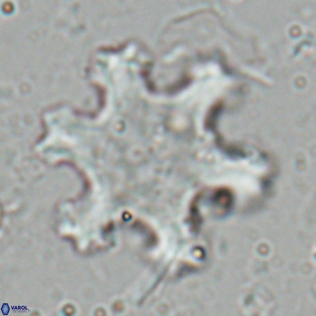Discoaster kugleri fawzyi 26937