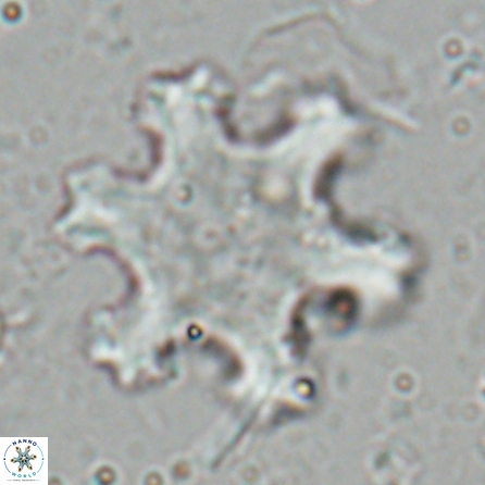 Discoaster kugleri fawzyi 26937