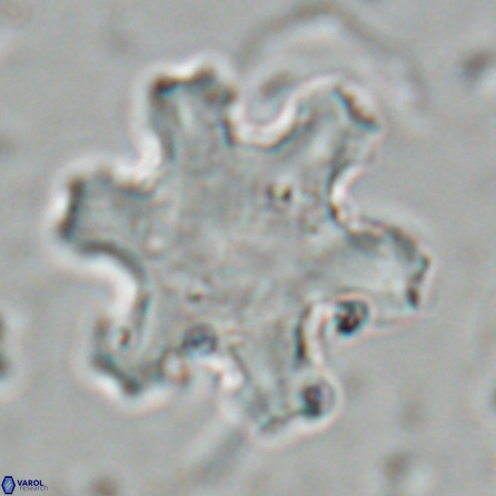 Discoaster kugleri fawzyi 26938