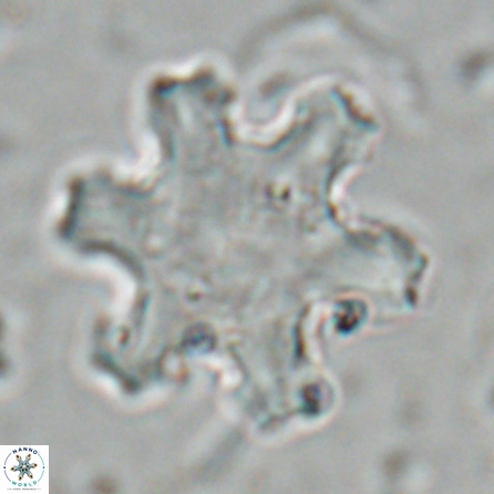 Discoaster kugleri fawzyi 26938