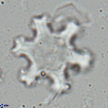 Discoaster kugleri fawzyi 26939