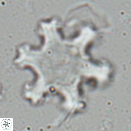 Discoaster kugleri fawzyi 26939