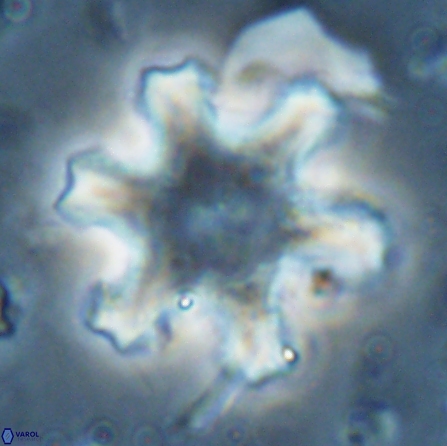 Discoaster kugleri fawzyi 26941