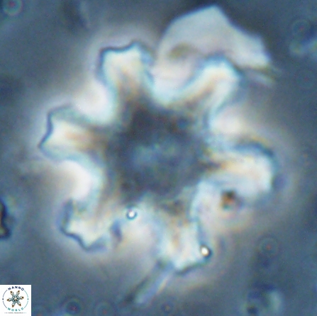Discoaster kugleri fawzyi 26941