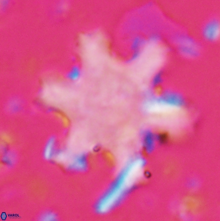 Discoaster kugleri fawzyi 26942