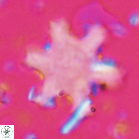 Discoaster kugleri fawzyi 26942