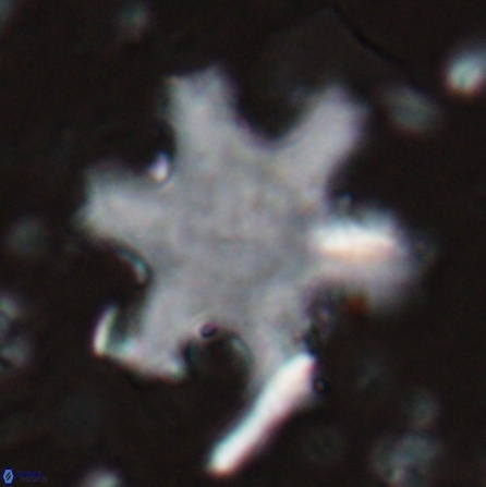 Discoaster kugleri fawzyi 26943