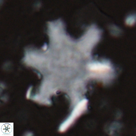 Discoaster kugleri fawzyi 26943