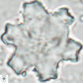 Discoaster kugleri soyhanii 27031