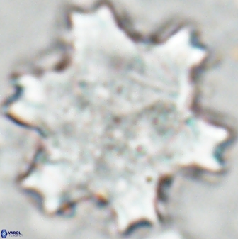 Discoaster 27032