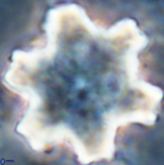 Discoaster soyhanii 27033