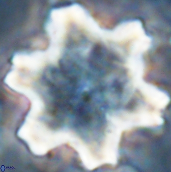 Discoaster kugleri soyhanii 27034