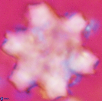 Discoaster soyhanii 27035