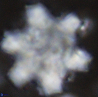 Discoaster soyhanii 27036