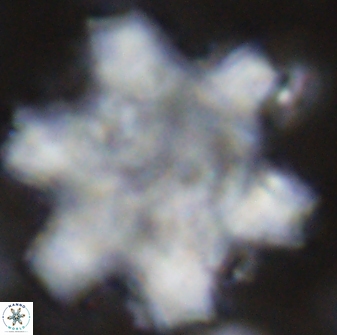 Discoaster soyhanii 27036