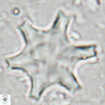 Discoaster kugleri 27044