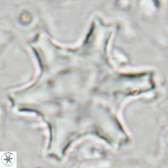 Discoaster kugleri 27045