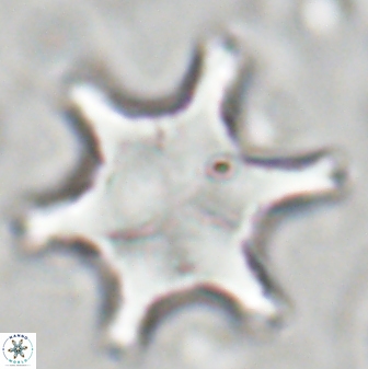 Discoaster kugleri 27046