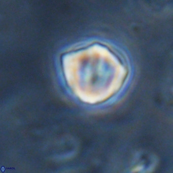 Discoaster leios VR 18717