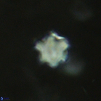 Discoaster leios VR 18725