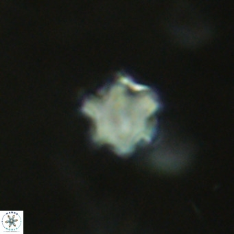 Discoaster leios VR 18725