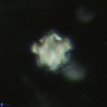 Discoaster leios VR 18729