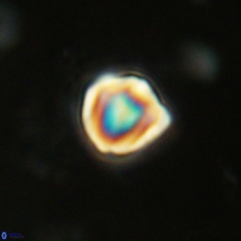 Discoaster leios VR 18730