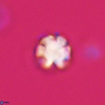 Discoaster leios 30021