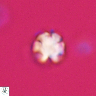 Discoaster leios 30021