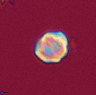 Discoaster leios 30041