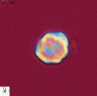 Discoaster leios 30041