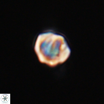 Discoaster leios 30043