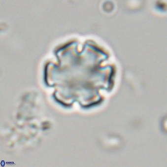 Discoaster leios 30149