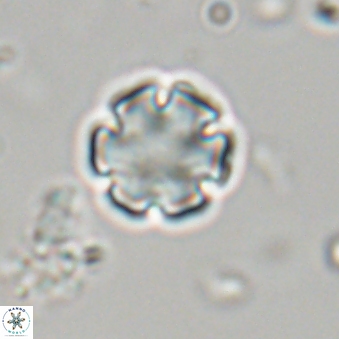 Discoaster leios 30149