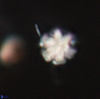 Discoaster leios 30155