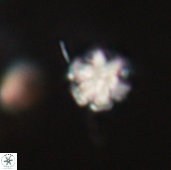 Discoaster leios 30155