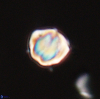 Discoaster leios 30153