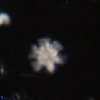 Discoaster leios 30165