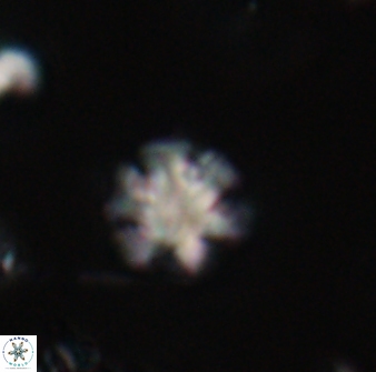 Discoaster leios 30149