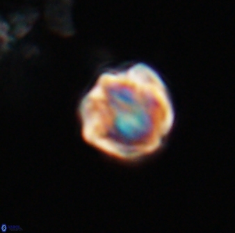 Discoaster leios 30168