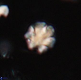 Discoaster leios 30162