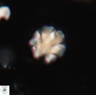 Discoaster leios 30162