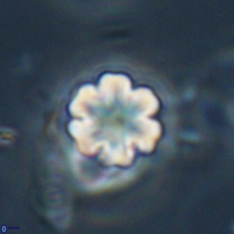 Discoaster leios 30174