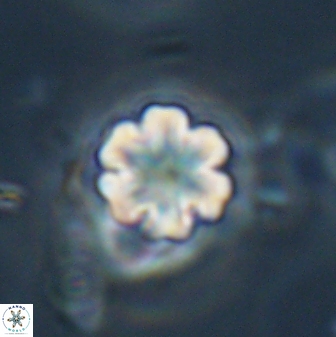 Discoaster leios 30174