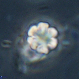 Discoaster leios 30175