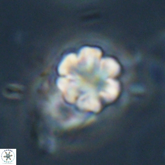 Discoaster leios 30175
