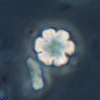 Discoaster leios 30177
