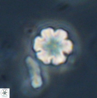 Discoaster leios 30177