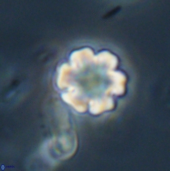 Discoaster leios 30178