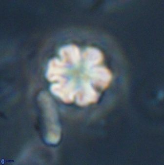 Discoaster leios 30179